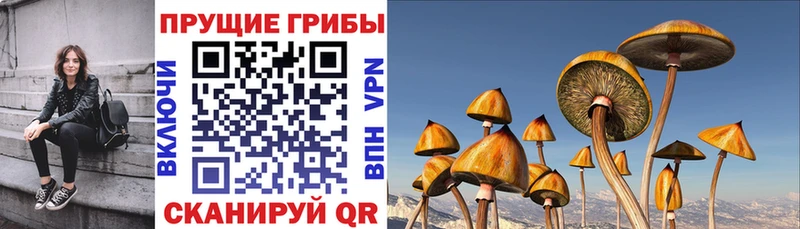 магазин продажи наркотиков  Майкоп  Псилоцибиновые грибы MAGIC MUSHROOMS 